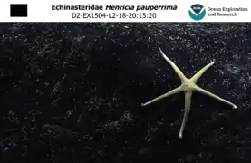 Henricia pauperrima