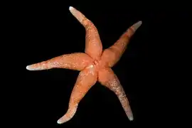 Henricia perforata