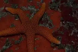 Henricia reticulata