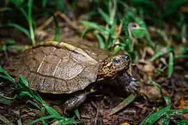 Heosemys grandis