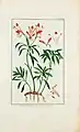 Alstroemeria ligtu