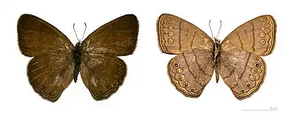 Hermeuptychia hermes - MHNT
