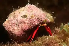 Paguristes cadenati