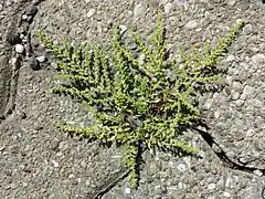 Le port prostré de l'Herniaire velue (en) lui permet de pousser dans la moindre fissure du bitume.