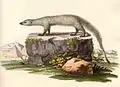 Herpestes ichneumon vu par Johann Christian Daniel von Schreber, en 1780