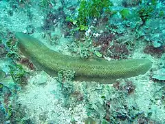 Herpolitha limax