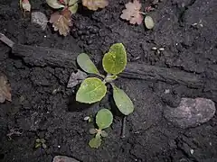 Plantule.