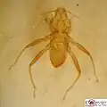 Polyctenidae : Hesperoctenes abalosi.