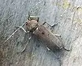 Hesperophanes sericeus (Fabricius, 1787)