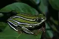 Heterixalus rutenbergi.