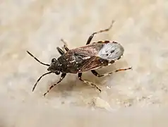 Heterogaster affinis, Italie.