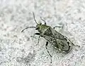 Heterogastridae : Heterogaster urticae.