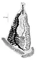 Heteromicrocotyloides megaspinosus (Heteromicrocotylidae)