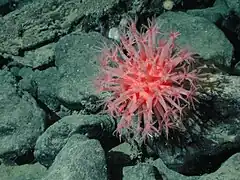 Anthomastus ritteri
