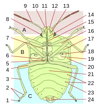 Vue ventrale