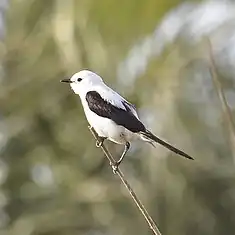 Pépoaza dominicain (Heteroxolmis dominicana)
