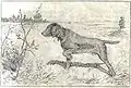 Chien de chasse