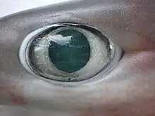 Hexanchus nakamurai, œil