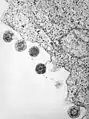 Herpèsvirus humain type 6 après libération de la membrane cellulaire.