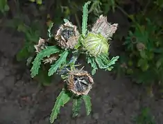 Capsules.