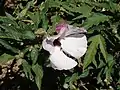 Feuilles et fleur.