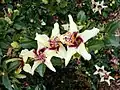 Fleur d’Hibiscus insularis