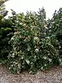 Hibiscus insularis en pied