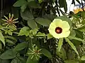 Tige avec fleurs en boutons et épanouies