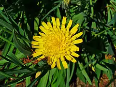 L'épervière faux bupièvre (Hieracium bupleuroides (it))
