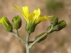 Inflorescences.