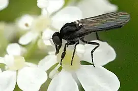 Hilara interstincta.