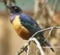 Spréo d'Hildebrandt (Lamprotornis hildebrandti)