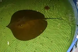Raie Himantura Chaophraya (jusqu'à 2,4 m de diamètre et 600 kg)