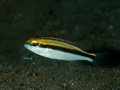 Scolopsis affinis