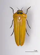 Hiperantha testacea Bupestre de Colombie.