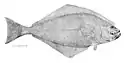 Flétan de l'Atlantique (Hippoglossus hippoglossus, is: Lúða)