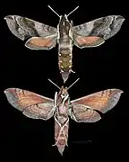 Hippotion brennus
