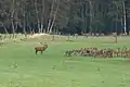 Cerfs en période de rut à Starkshorn