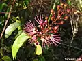 Inflorescence  d’Hirtella racemosa.