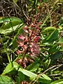 Inflorescence  d’Hirtella racemosa.
