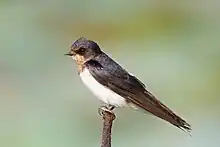 Hirondelle rustique