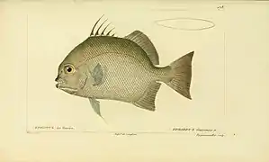Ephippus goreensis