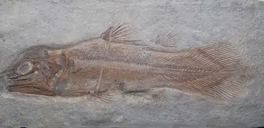 Holophagus sp.
