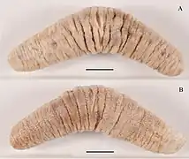 Lectotype