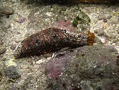 Holothuria cinerascens.