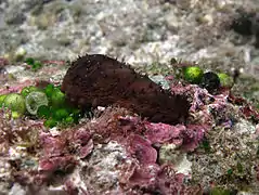 Holothurie difficile (Holothuria difficilis)