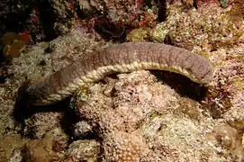 Holothuria edulis.