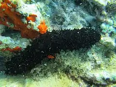 Holothuria forskali