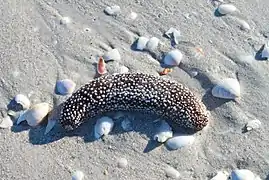 Holothuria princeps