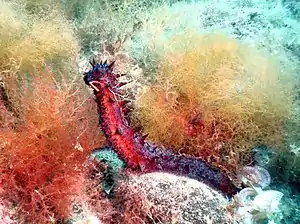 Holothuria tubulosa